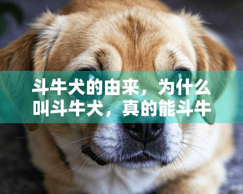 斗牛犬的由来，为什么叫斗牛犬，真的能斗牛么