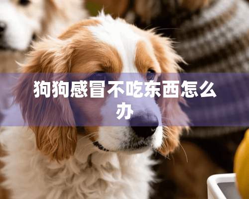 狗狗感冒不吃东西怎么办