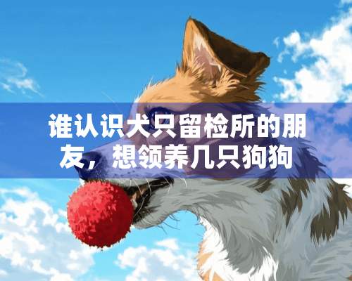 谁认识犬只留检所的朋友，想领养几只狗狗