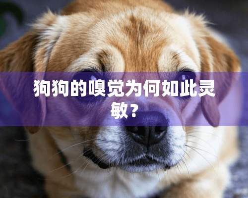 狗狗的嗅觉为何如此灵敏？