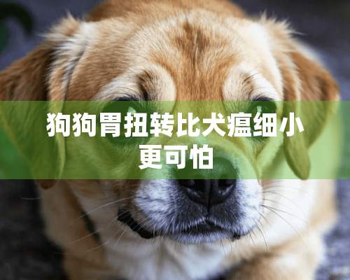 狗狗胃扭转比犬瘟细小更可怕