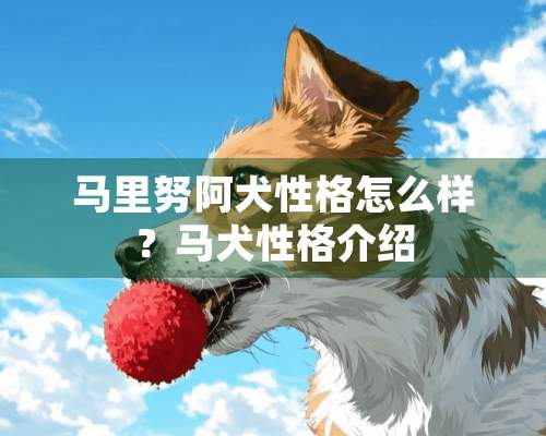 马里努阿犬性格怎么样？马犬性格介绍