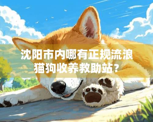 沈阳市内哪有正规流浪猫狗收养救助站？