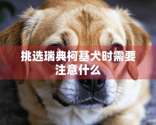 挑选瑞典柯基犬时需要注意什么