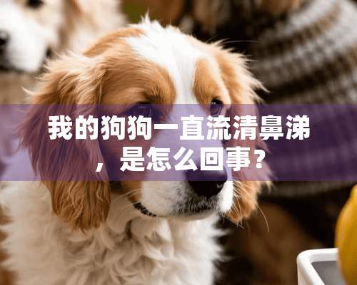 我的狗狗一直流清鼻涕，是怎么回事？