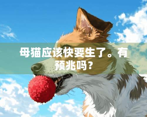 母猫应该快要生了。有预兆吗？