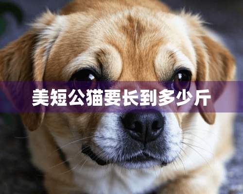 美短公猫要长到多少斤