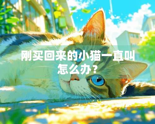 刚买回来的小猫一直叫怎么办？