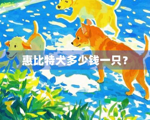 惠比特犬多少钱一只？