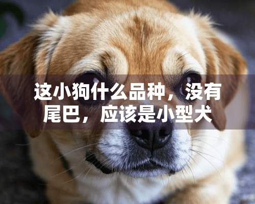 这小狗什么品种，没有尾巴，应该是小型犬