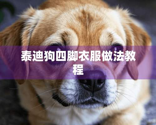 泰迪狗四脚衣服做法教程