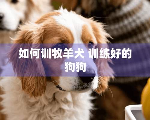 如何训牧羊犬 训练好的狗狗