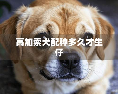 高加索犬配种多久才生仔