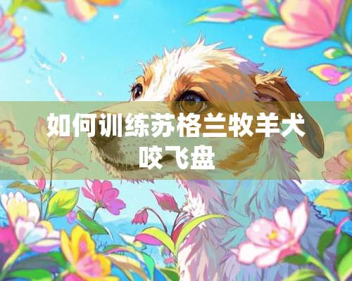 如何训练苏格兰牧羊犬咬飞盘