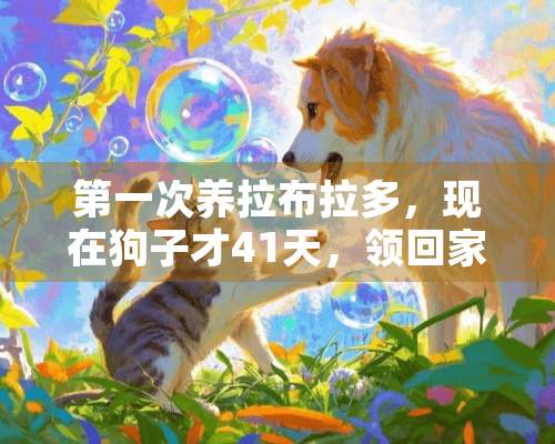 第一次养拉布拉多，现在狗子才41天，领回家两天，晚上一直叫怎么办呢？