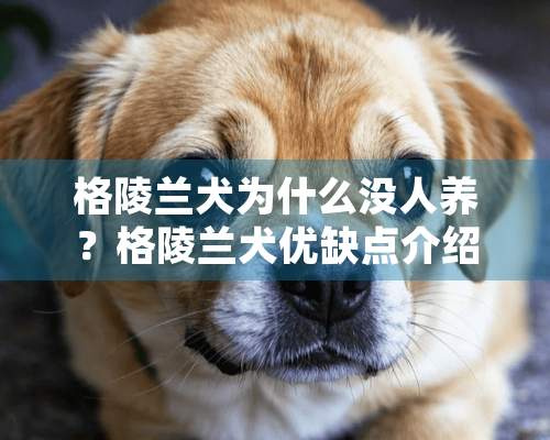 格陵兰犬为什么没人养？格陵兰犬优缺点介绍