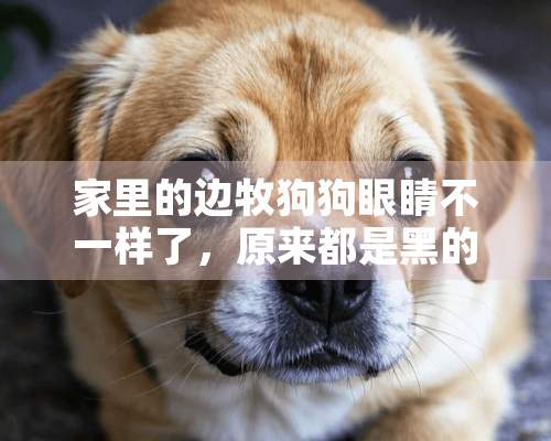 家里的边牧狗狗眼睛不一样了，原来都是黑的，这是怎么回事？