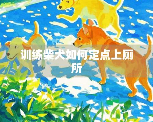 训练柴犬如何定点上厕所