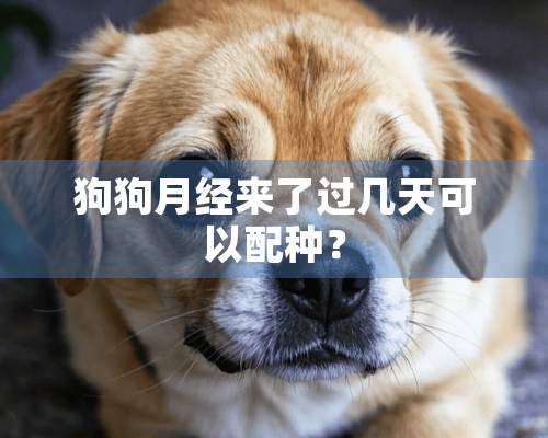 狗狗月经来了过几天可以配种？