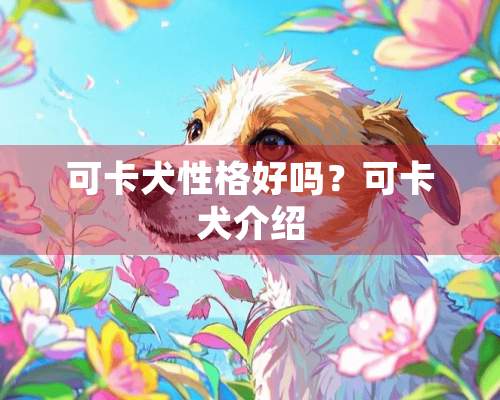 可卡犬性格好吗？可卡犬介绍