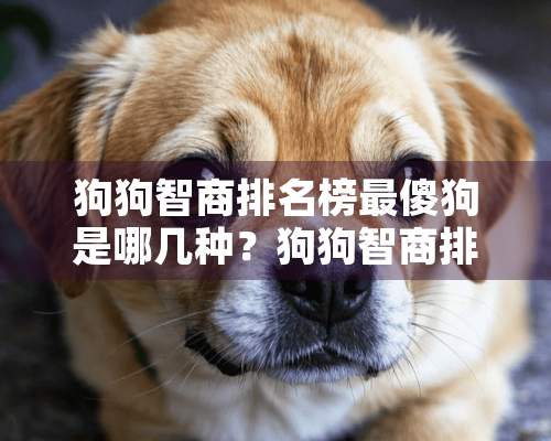 狗狗智商排名榜最傻狗是哪几种？狗狗智商排名榜最傻狗