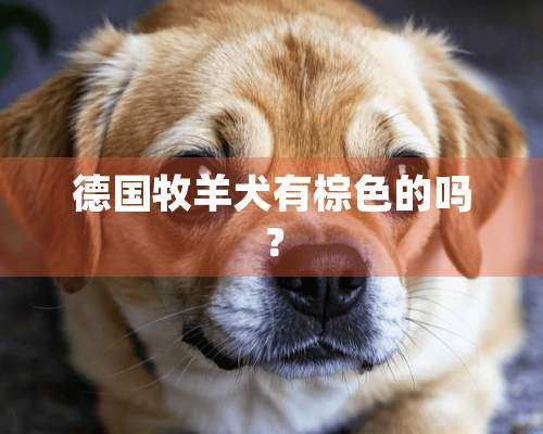 德国牧羊犬有棕色的吗？