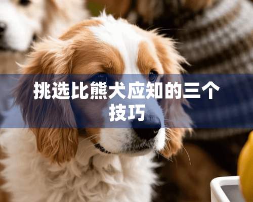 挑选比熊犬应知的三个技巧