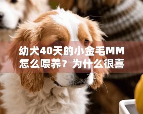 幼犬40天的小金毛MM怎么喂养？为什么很喜欢睡觉？