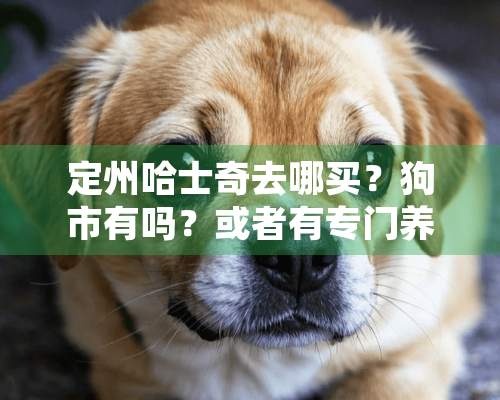 定州哈士奇去哪买？狗市有吗？或者有专门养狗卖狗的没？