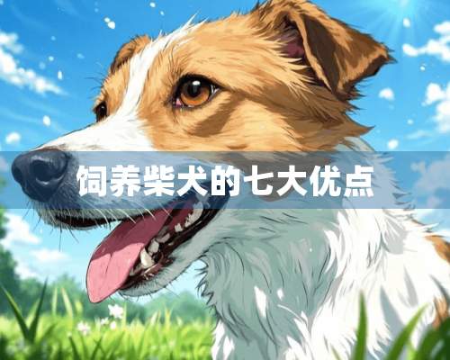 饲养柴犬的七大优点