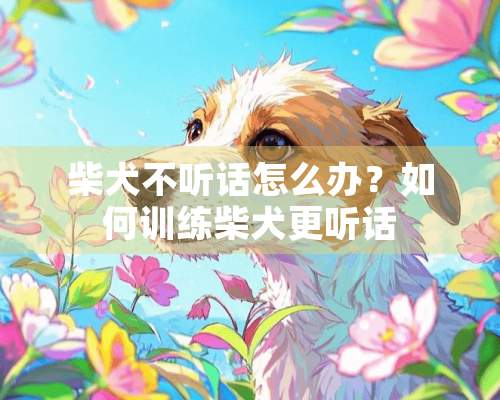 柴犬不听话怎么办？如何训练柴犬更听话