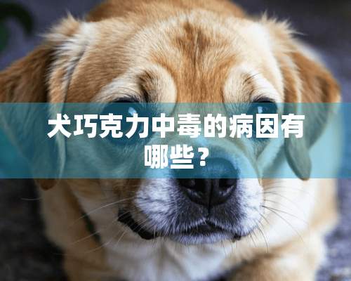 犬巧克力中毒的病因有哪些？