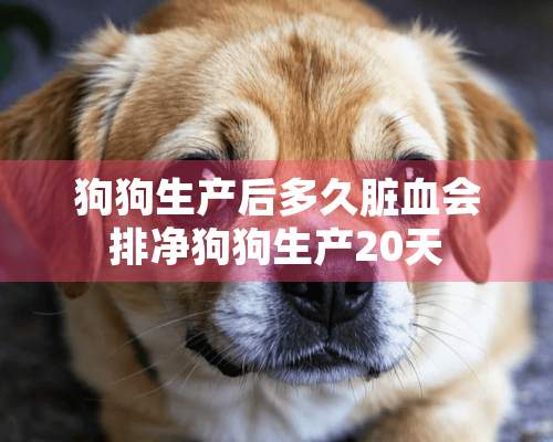 狗狗生产后多久脏血会排净狗狗生产20天