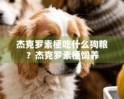 杰克罗素梗吃什么狗粮？杰克罗素梗饲养