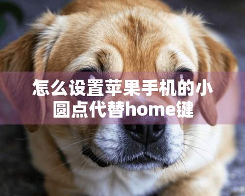 怎么设置苹果手机的小圆点代替home键