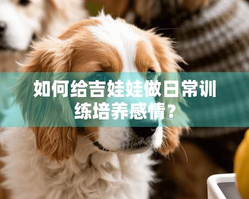 如何给吉娃娃做日常训练培养感情？