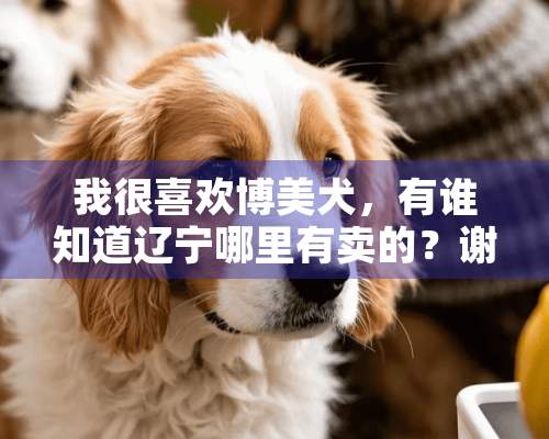 我很喜欢博美犬，有谁知道辽宁哪里有卖的？谢谢