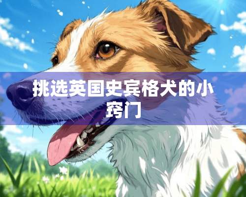 挑选英国史宾格犬的小窍门