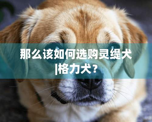 那么该如何选购灵缇犬|格力犬？