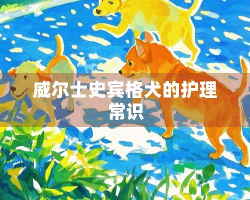 威尔士史宾格犬的护理常识