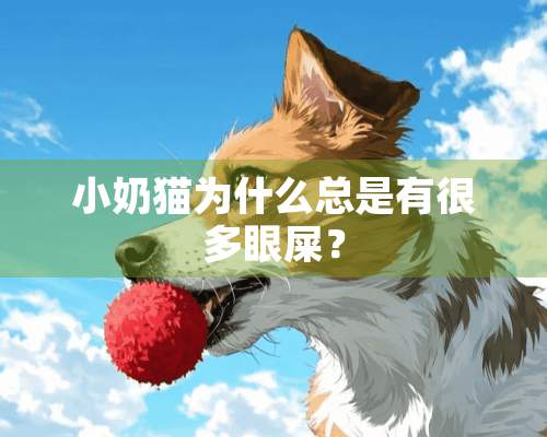 小奶猫为什么总是有很多眼屎？