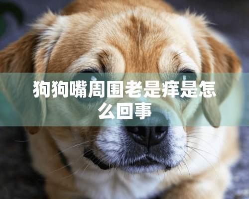 狗狗嘴周围老是痒是怎么回事