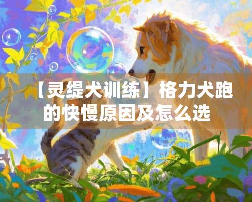 【灵缇犬训练】格力犬跑的快慢原因及怎么选