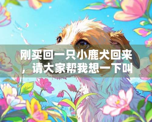 刚买回一只小鹿犬回来，请大家帮我想一下叫什么名字？