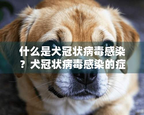 什么是犬冠状**感染？犬冠状**感染的症状及防治方法