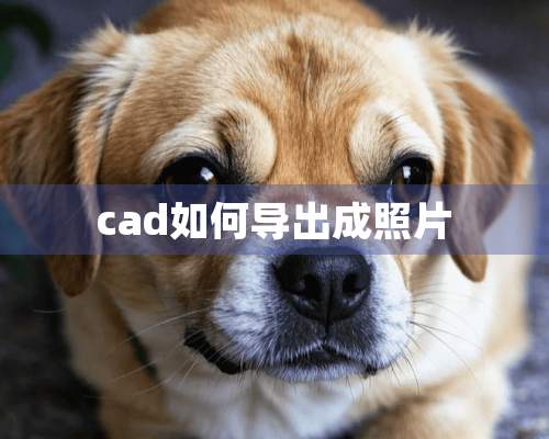 cad如何导出成照片