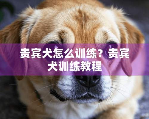 贵宾犬怎么训练？贵宾犬训练教程