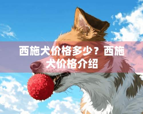 西施犬价格多少？西施犬价格介绍