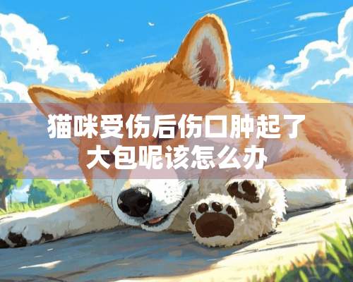 猫咪受伤后伤口肿起了大包呢该怎么办