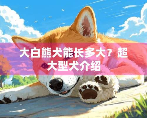 大白熊犬能长多大？超大型犬介绍